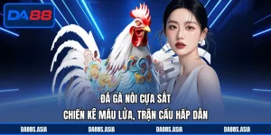 Đá gà nòi cựa sắt