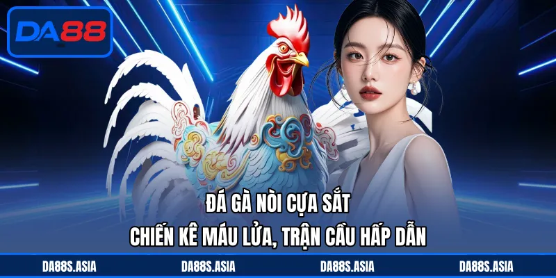Đá gà nòi cựa sắt