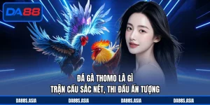 Đá gà Thomo là gì