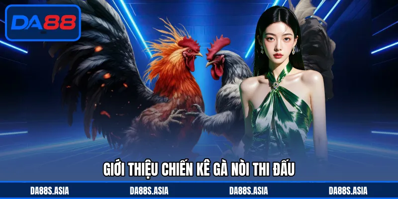 Giới thiệu chiến kê gà nòi thi đấu